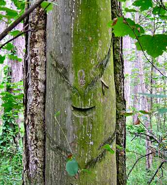image of a tree with a face carved into it from: https://www.windmusik.com/html/rosin.htm